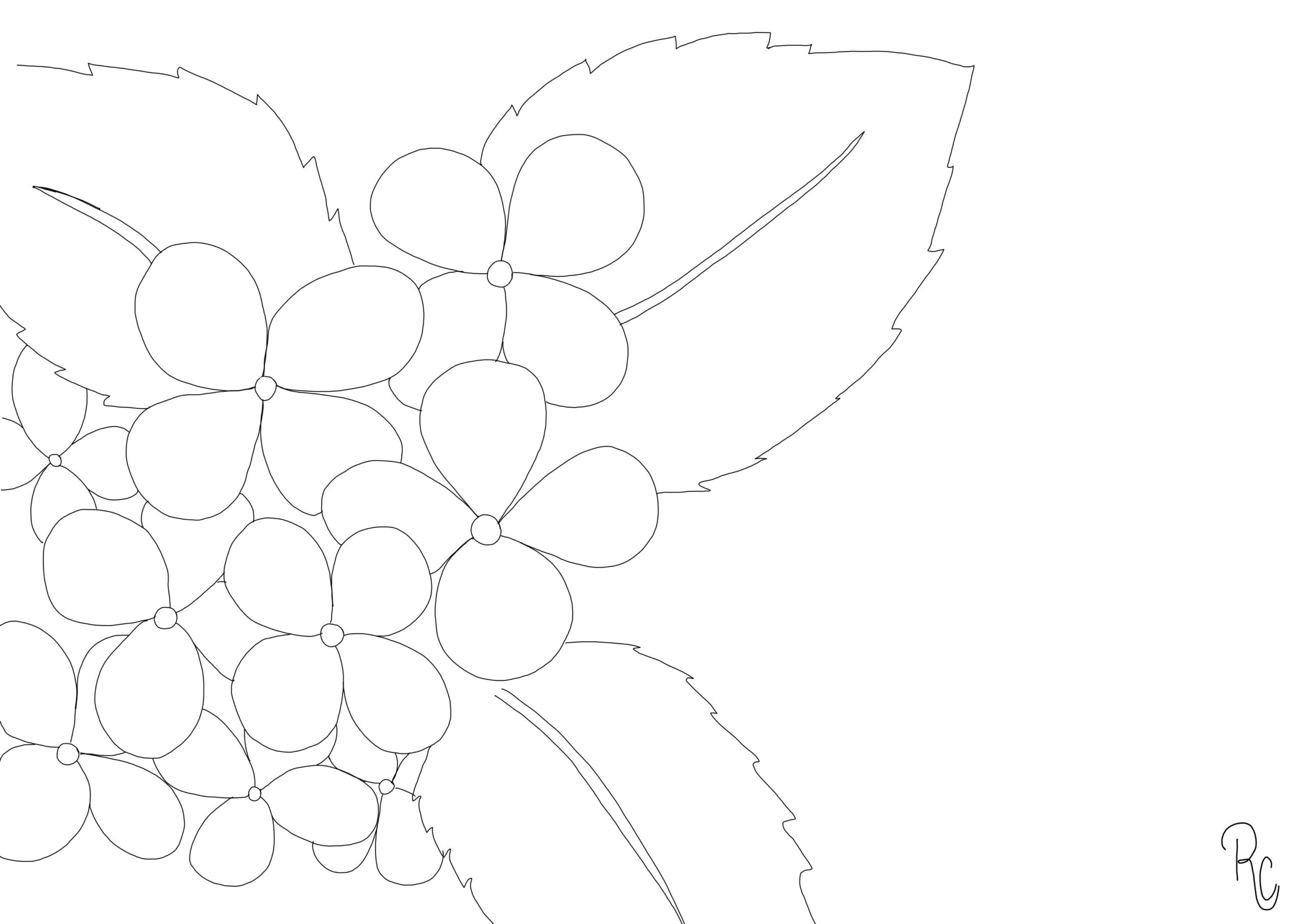 visuel d'un coloriage de fleurs d'hortensia à télécharger